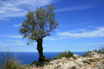 Fototapeta na wymiar olive tree 2010