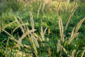 pasture of graminieae flower