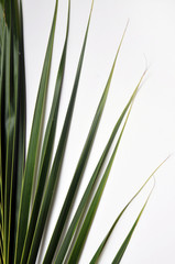 Naklejka premium coconut Leaves