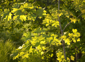 Morning Sun on Maple Leaves