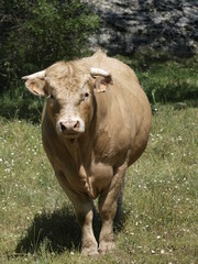 Toro en la provincia de Madrid