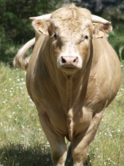 Toro en la provincia de Madrid