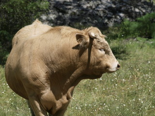 Toro en la provincia de Madrid