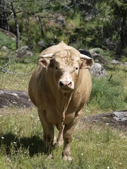 Toro en la provincia de Madrid