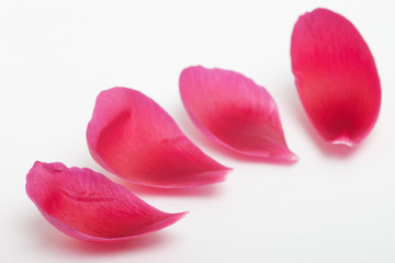 four red flower petals on white with shallow depth of field