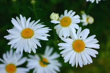 Fototapeta premium marguerite