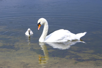 Schwan mit Kind