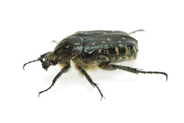 Alleculid beetle (Tropinota (Epicometis) hirta