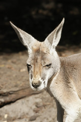 Kangaroo