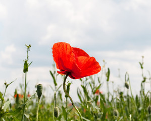 Red poppies