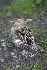 oiseau des marais