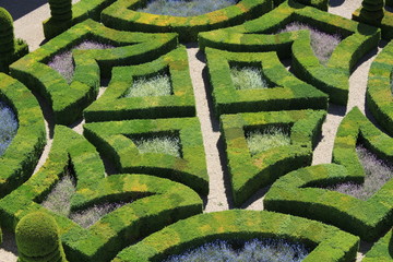 parterre de myosotis