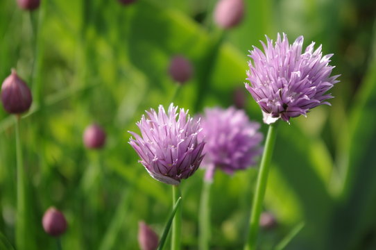 Wiosenna cebulka