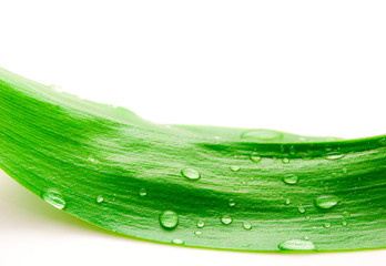 green leaf with drops of dew on a white background