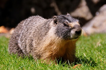 The Yellow Bellied Marmot