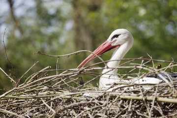 nid de cigogne