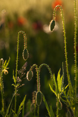 Poppy flowers buds close-up.