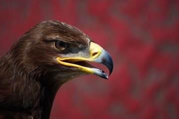 Águila real