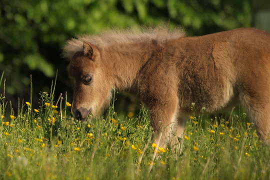 Falabellafohlen in Blumenwiese