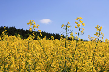 Obraz premium beautiful rape field ©