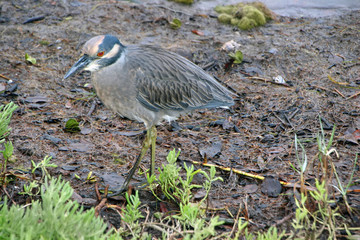 Yellow Crowned Night Heron