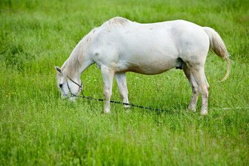 Fototapeta na wymiar White horse grazing