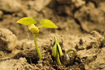 New life