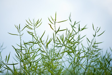 Closeup of ripe rape