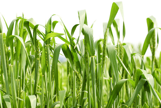 Green wheat on white background