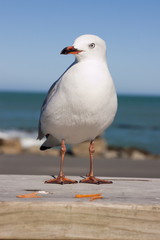 New zealand gull