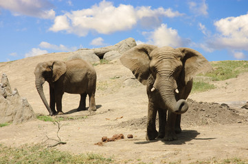 Fototapeta premium Elephants on the way to a water hole