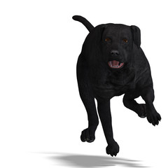 Labrador Retriever Dog. 3D rendering with clipping path and shad