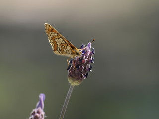 Mariposa posada en una flor