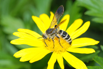 insect bee on flower