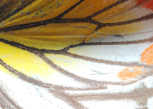 Butterfly Wing Texture