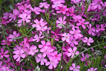 pink flowers