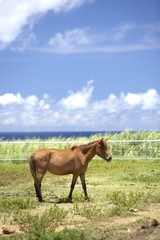 Fototapeta premium 宮古島の馬