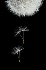 Flying seeds of blossoming dandelion, isolated on black