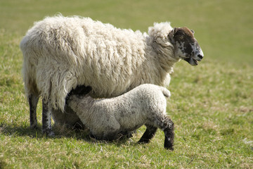 Baby lamb feeding