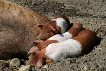 Schweinchen