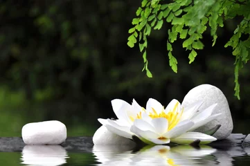 Gartenposter Wasserlilien Seerose