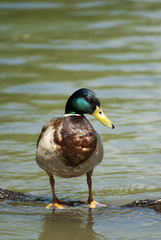 Mallard 002