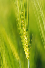 Barley Growing