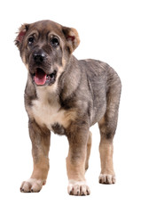 Obraz premium yong puppy 3 months age. Asian Shepherd