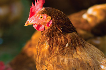 Close up on an organically raised, free range chicken