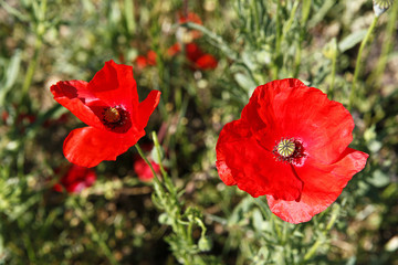 Coquelicots_2