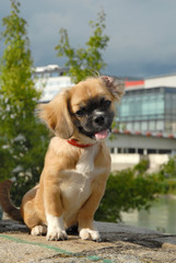 Fototapete bei efototapeten.de bestellen   