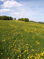 Champ de pissenlits dans le jura