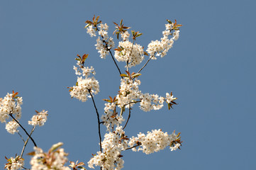 Blütenträume