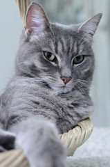 Photos Illustrations Et Vidéos De Chat Gris